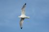 Kittiwake at Southend Pier (Steve Arlow) (97530 bytes)